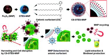 Downstream integration of microalgae harvesting and cell disruption by means of cationic ...