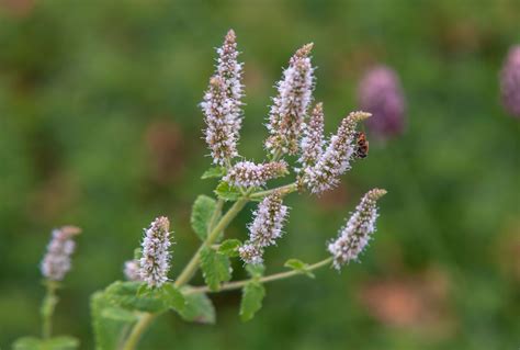 Spearmint: Plant Care & Growing Guide