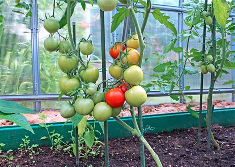 Growing tomatoes in a polycarbonate greenhouse: the secrets of planting ...