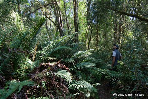 Walking with elephants in the Knysna forest - Stray Along The Way