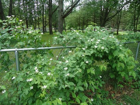 when to prune blackberries Garden Veggies, Fruit Garden, Vegetable Garden, Garden Plants, Food ...