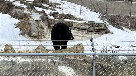 Montreal black bear leaves hibernation at Ecomuseum