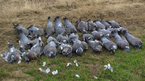 Shoot Details | Wood Pigeon Hunting