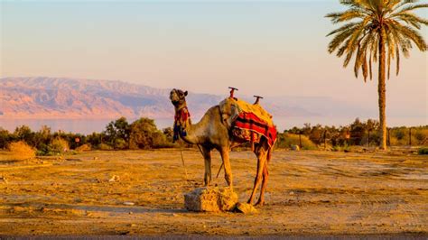 Camel Safari in daylight from Sharm El Sheikh Port