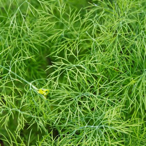 Dwarf Fernleaf Dill Herb Garden Seeds - 500 Mg Packet ~400 Seeds - Non-GMO, Heirloom Herbal ...