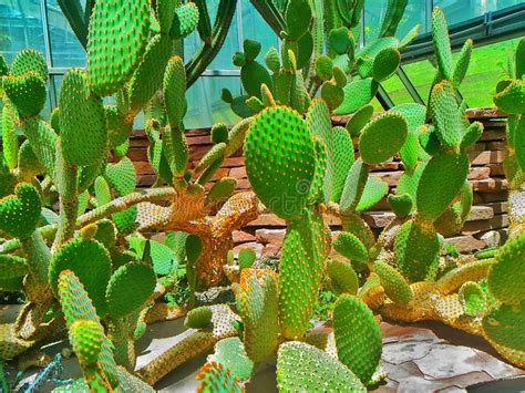 AÂ cactus IsÂ a Kind of Plant. Stock Image - Image of acactus, climates: 100460867