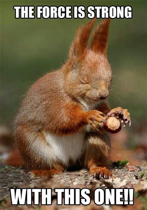 May the 4th be with you!! | Cute animals, Squirrel funny, Animals