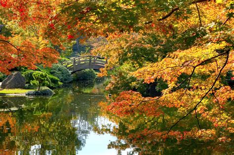 Fall Foliage - Japanese Garden | Fall colors are about to pe… | Flickr