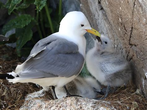 Kittiwake Bird Facts (Rissa tridactyla) | Birdfact