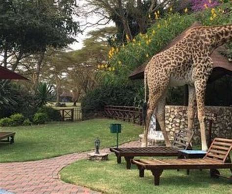 Naivasha Sopa Lodge – Kenya Randu Safaris