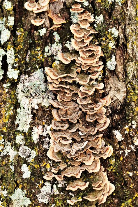 Brown Bracket Fungus On Tree Free Stock Photo - Public Domain Pictures