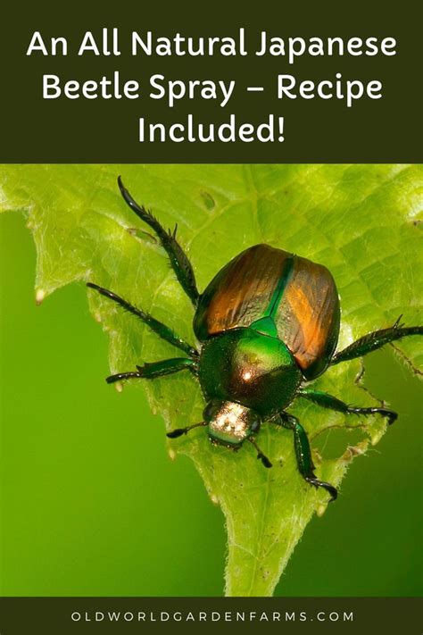 How To Make Japanese Beetle Spray - A Simple, All-Natural Recipe To Protect Plants! | Japanese ...