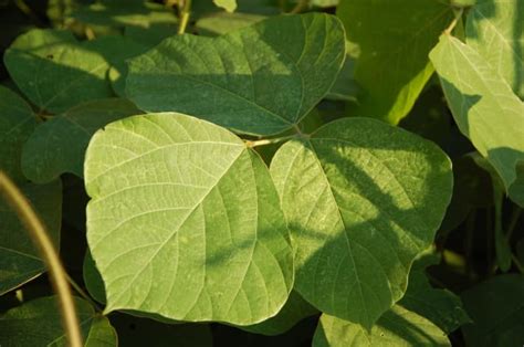 Kudzu as a Renewable Resource: History, Nutrition, & Other Uses - Owlcation