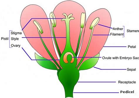 Organs In Plants