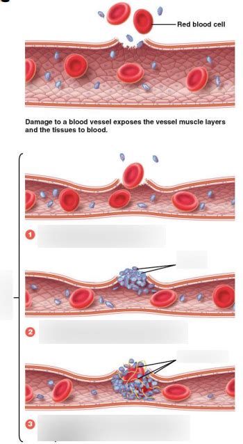 Hemostasis: Stages And How The Process Stops Blood Flow, 52% OFF