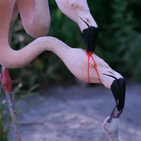 Flamingo's feeding : r/Damnthatsinteresting