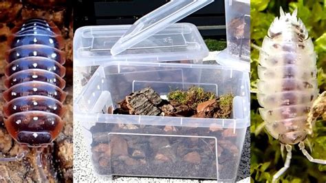 Simple Isopod Setups (for Keeping and Breeding) | Terrarium, Pet hacks, Dermestid beetles