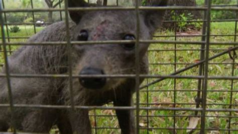 Texas chupacabra captured, family says | myfox8.com