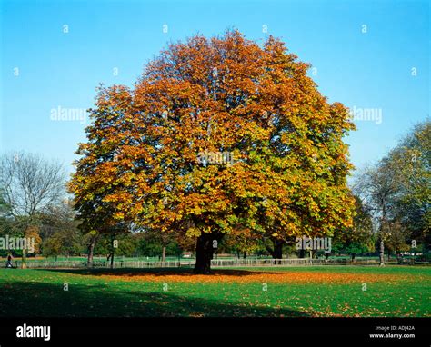 Horse Chestnut Tree in Autumn Stock Photo - Alamy