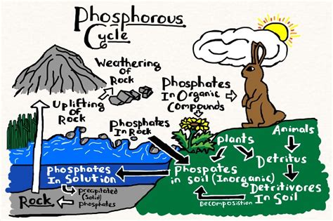 Phosphorus Cycle by Annanimus on DeviantArt