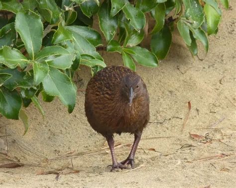 Weka - Facts, Diet, Habitat & Pictures on Animalia.bio