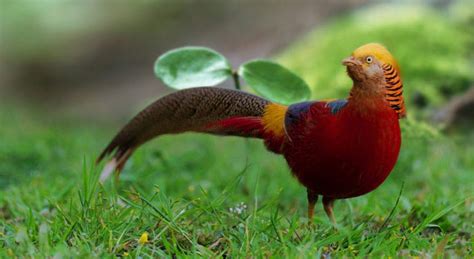 Golden Pheasant Bird Facts, Pictures and other Information