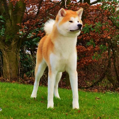 Stunning female Japanese Akita Inu Puppy | Coventry, West Midlands ...