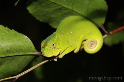 Rainforest reptiles: Petter's Chameleon (Furcifer petteri)