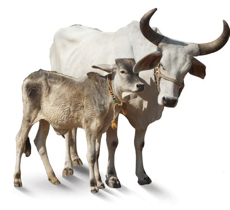 indian cow png image 10 free Cliparts | Download images on Clipground 2024