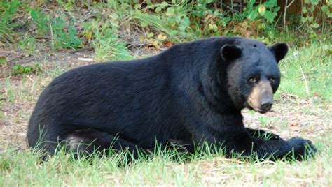 Florida Black Bear | Everglades National Park