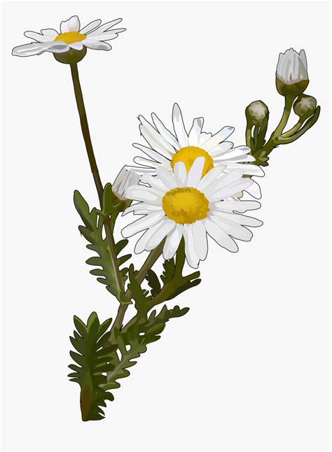 Flor Margarita Png, Transparent Png - kindpng