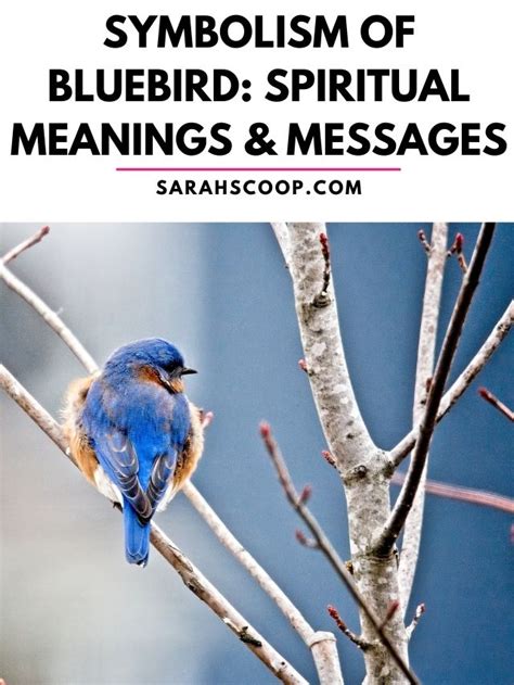 Symbolism of Bluebird: Spiritual Meanings & Messages | Sarah Scoop