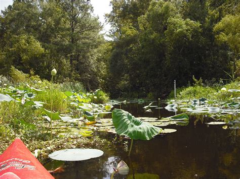 Santee National Wildlife Refuge, South Carolina | National wildlife ...