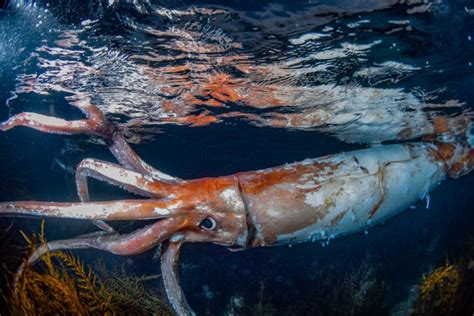 Watch Extremely Rare Footage of Giant Squid With 'Thick Arms': 'Terrified'