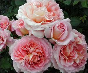 Fragrant Climbing Roses |Rose Wallpapers