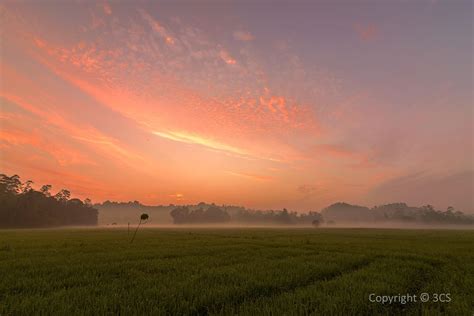 Sunrise over a Paddy Field in Galle, Sri Lanka | Sunrise, Outdoor, Celestial