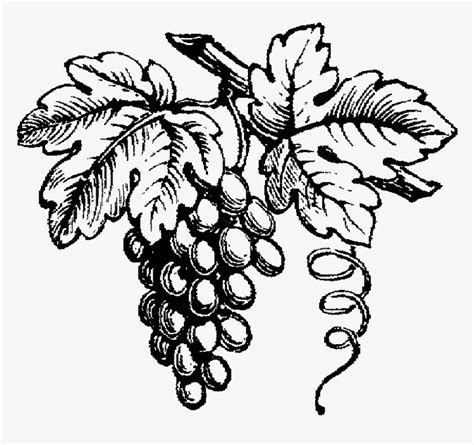 Grape Drawing Wine - Black And White Wine Grapes, HD Png Download - kindpng