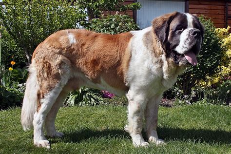 St. Bernard (dog breed) - Wikipedia