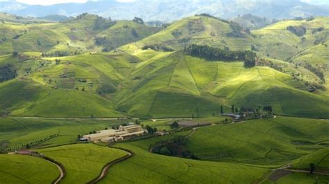 Rwanda Unveils New Factory to Boost $209M Tea Exports Target – KT PRESS