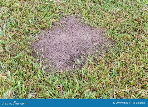 Fire ant hill in the grass stock image. Image of plant - 297197525