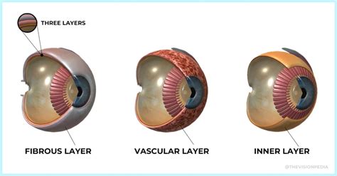 Anatomy Of the EyeBall: Dimensions, Layers, Parts ,Functions