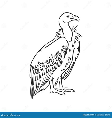 Vulture Illustration, Drawing, Engraving Ink, Line Art, Vector Stock ...