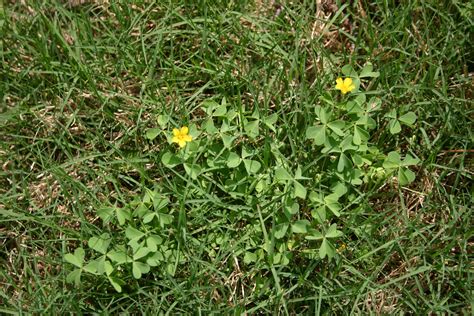 Yellow Clover, Wood Sorrel, Oxalis – In Fescue | Walter Reeves: The ...