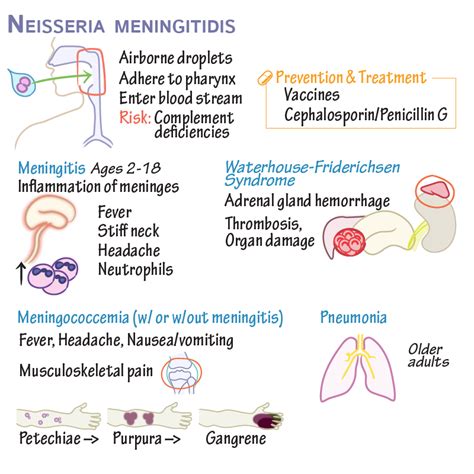 Neisseria Meningitidis Infection