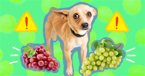 Can Dogs Eat Grapes And Raisins? - DodoWell - The Dodo