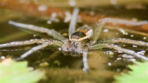 Underwater spider may help make industry safer