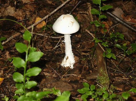 The destroying angel mushroom - WriteWork