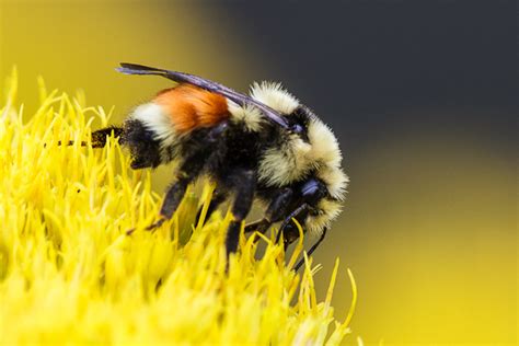 Pseudo-Macro Photography with a Telephoto Lens « Stack Exchange Photography Blog