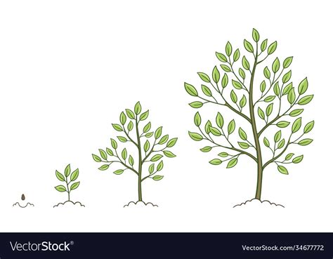 Tree growth stages set plant development phases Vector Image