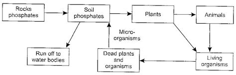 Flowchart Of Phosphorus Cycle